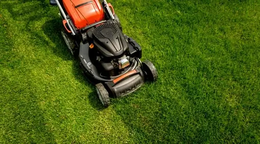 Lawn Care and Maintenance