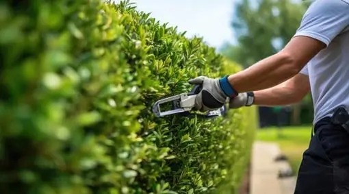 Tree and Shrub Care